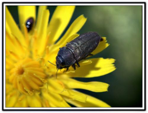 Anthaxia sepulchralis
